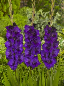 images/productimages/small/V288 201411 Gladiolus Purple Flora.jpg